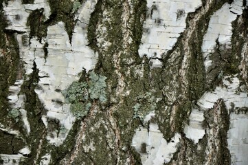 Obraz premium background of birch bark