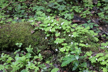 green moss on the ground