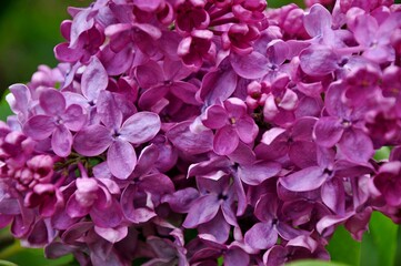 lilac flowers in the garden