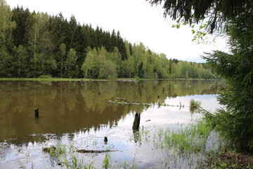 lake in the forest