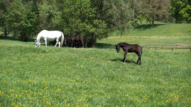 LIPIZZANER FOHLEN . LIPIZZAN FOALS