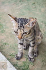 Cat young black kitten, pet animal male portrait of mammal background picture
