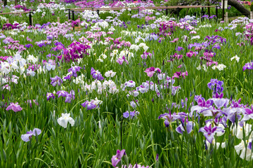 色鮮やかな菖蒲の花　東京都葛飾区　日本