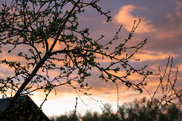 Apple tree branches with young leaves on the background of beautiful sunset in countryside.