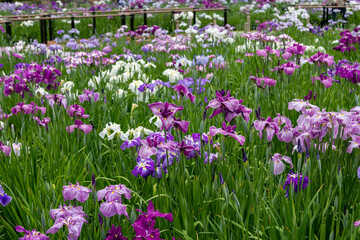 Obraz premium 色鮮やかな菖蒲の花 東京都葛飾区 日本