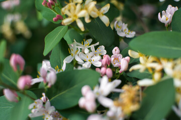in spring, pink-and-white garden honeysuckle flowers bloomed in turquoise leaves