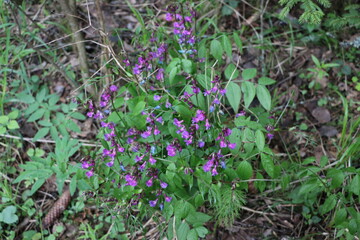 purple flowers in the garden