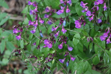 purple flowers in the garden