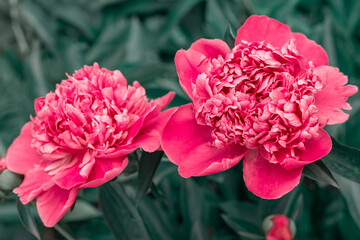 Pink flowers peonies flowering in garden. Double pink peony flower. Paeonia lactiflora. Chinese peony or common garden peony. Close-up, selective focus