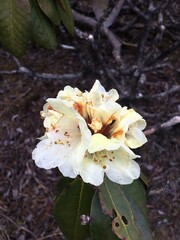 yellow flower with water drops