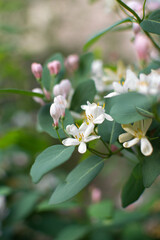in spring, pink-and-white garden honeysuckle flowers bloomed in turquoise leaves