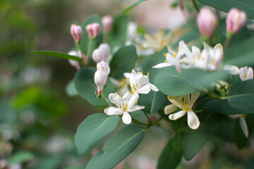 in spring, pink-and-white garden honeysuckle flowers bloomed in turquoise leaves