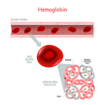structure of the hemoglobin molecule
