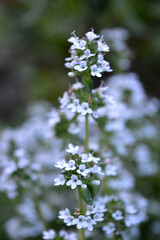 Portrait photo of thyme plant in bloom in the garden