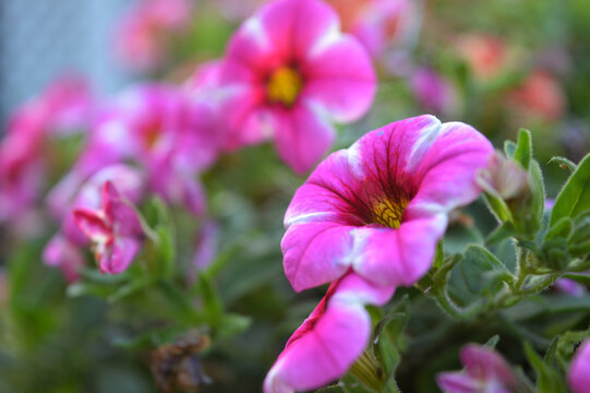 Landscape photo of bright pink flowers