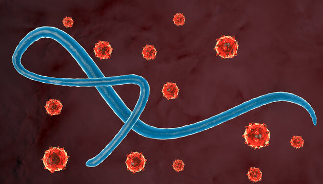  Ebola virus in the blood  3D rendered Illustration 