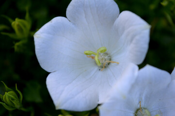 Landscape photo of closeup of white campanula bellflowers