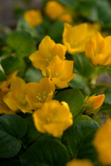 Portrait close up photo of yellow creeping jenny plant