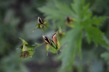 Landscape photo of delphinium larkspur seedpods
