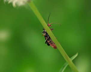 Portrait of cute bug sitting on plant