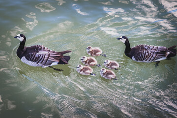 Family of Barnacle geese with ducklings