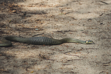 Well fed european grass snake (Natrix natrix) trespassing the path, Kampinos, Poland