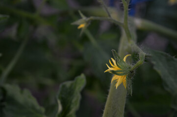Landscape photo of tomato flowers
