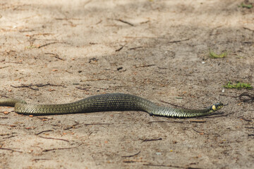 Well fed european grass snake (Natrix natrix) trespassing the path, Kampinos, Poland