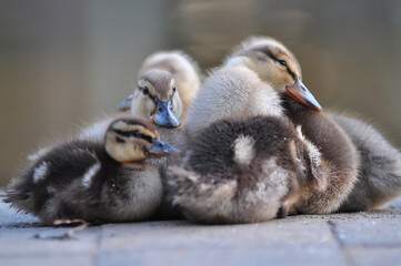 Baby ducks huddled for warmth in the morning.
