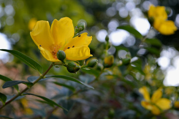 Landscape photo of yellow flowers in a garden