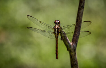 stretching my legs and wings