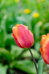 close up of tender blooming tulip flower wiht rain drops on petals