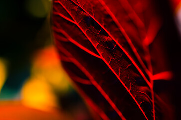 Red leaf abstract veins in close-up with a blurry background