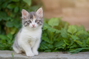 A curious beautiful multi-colored kitten sits in the backyard. Copyspace