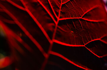 Red leaf abstract veins in close-up with a blurry background