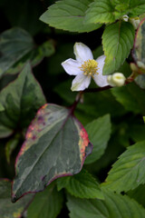 Portrait photo of white flowers in foliage