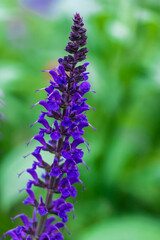 Macro image of one stem of purple salvia with a blurred green background
