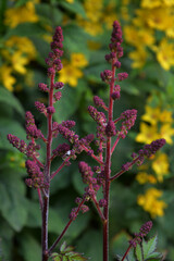 Portrait photo of astilbe in the garden