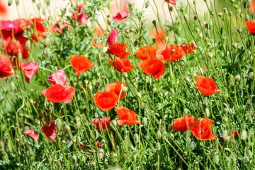 Close up of many red poppy flowers and blurred green leaves in a British cottage style garden in a sunny summer day, beautiful outdoor floral background photographed with soft focus.