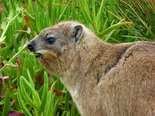 Cape rock hyrax eating
