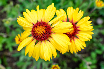 Top view of one vivid yellow and red Gaillardia flower, common name blanket flower,  and blurred green leaves in soft focus, in a garden in a sunny summer day, beautiful outdoor floral background.