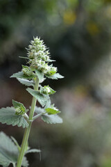 Portrait photo of catmint plant in the garden