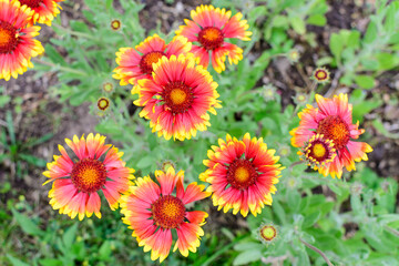 Obraz premium Many vivid red and yellow Gaillardia flowers, common name blanket flower, and blurred green leaves in soft focus, in a garden in a sunny summer day, beautiful outdoor floral background.