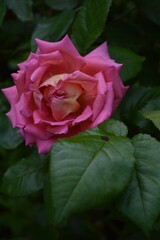 Portrait photo of bright pink rose