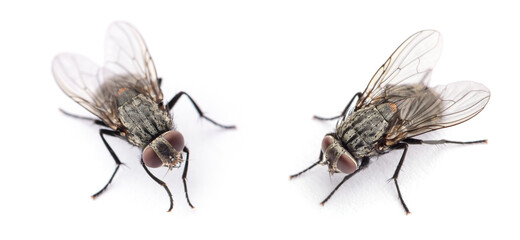 fly isolated on a white