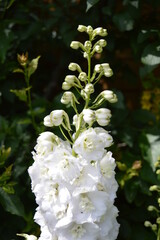 Portrait photo of white delphinium flower in the garden