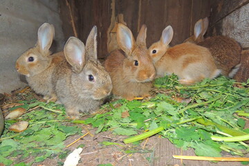 rabbits in cages
