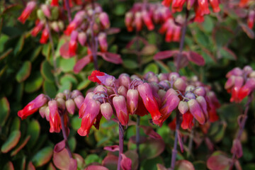 Red flower head of Kalanchoe, Mother of Millions or Chandelier Plant, a succulent flowering plant in the family Crassulaceae. 