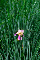The mauve-yellow iris grows in tall green grass. The photo was taken for your spring design.
