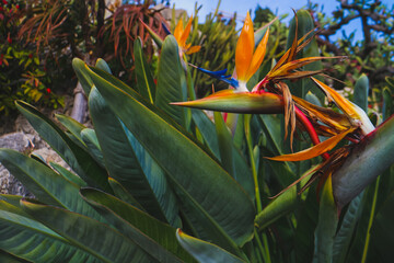 The dramatic orange and blue flower head of Strelitzia reginae, also known as 
